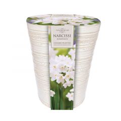 Indoor Paperwhite Planter 14-15 - Taylor's Bulbs