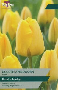 Tulip Golden Apeldoorn  - Taylor's Bulbs