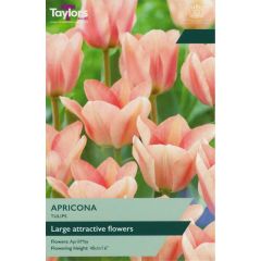 Taylors Bulbs Tulip Apricona