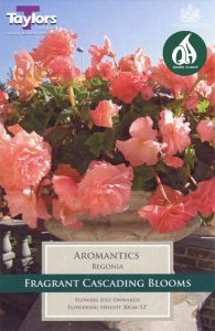 Begonia Aromantics