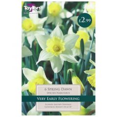 Narcissi Spring Dawn  - Taylor's Bulbs