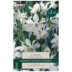 Narcissi Thalia  - Taylor's Bulbs