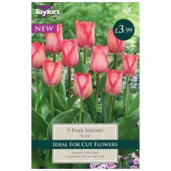 Tulip Pink Sound  - Taylor's Bulbs