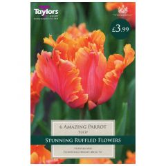 Tulip Amazing Parrot  - Taylor's Bulbs