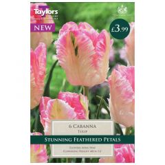 Tulip Cabanna  - Taylor's Bulbs