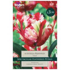 Tulip Estella Rijnveld - Taylor's Bulbs