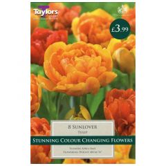 Tulip Sunlover  - Taylor's Bulbs
