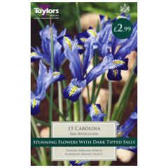 Iris Dwarf Carolina  - Taylor's Bulbs