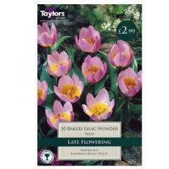 Tulip Bakeri Lilac Wonder - Taylor's Bulbs