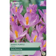 Taylors Bulbs Crocus Barr's Purple