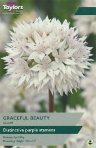 Allium Graceful Beauty - Taylor's Bulbs