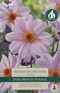 Dahlia Bishop Of Leicester