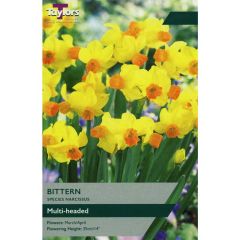 Taylors Bulbs Narcissus Bittern