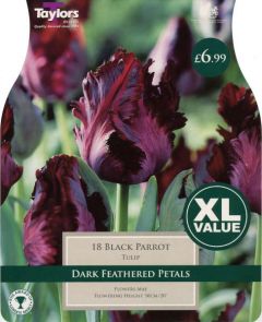 Tulip Black Parrot XL Value (18 Pack) - Taylors Bulbs