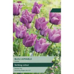 Taylors Bulbs Tulip Bleu Aimable