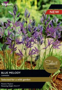 Camassia Blue Melody - Taylor's Bulbs