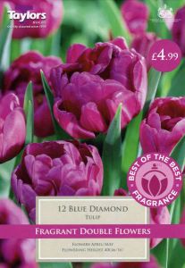 Tulip Blue Diamond 12 Pack - Taylors Bulbs