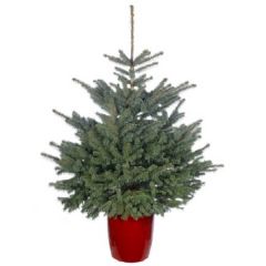 Needlefresh Blue Spruce Pot Grown Christmas Tree 100/125cm