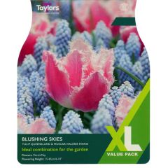 Taylors Bulbs Blushing Skies XL