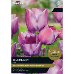 Taylors Bulbs Tulip Blue Heaven