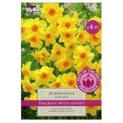 Narcissi Martinette 20 Pack - Taylor's Bulbs