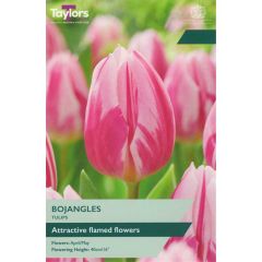 Taylors Bulbs Tulip Bojangles