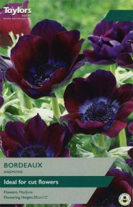 Anemone Bordeaux - Taylor's Bulbs
