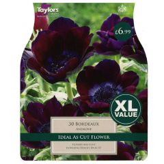 Anemone Bordeaux Xl - Taylor's Bulbs