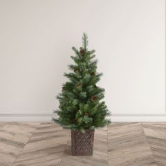 Bosk Hazlenut Pine Porch Tree - 4ft