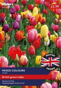 Taylors Bulbs British Grown Mixed Tulips