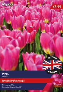 Taylors Bulbs British Grown Pink Tulips