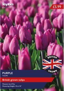 Taylors Bulbs British Grown Purple Tulips