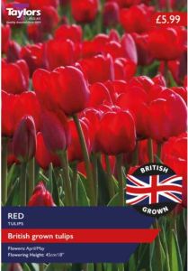 Taylors Bulbs British Grown Red Tulips