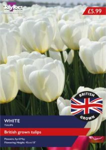 Taylors Bulbs British Grown White Tulips