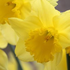 Narcissi King Alfred Select 8Kg - Taylor's Bulbs