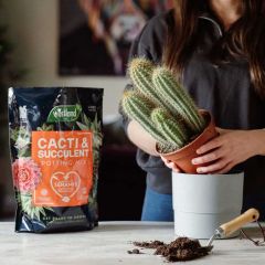 Westland Cacti & Succulent Potting Mix Peat Free 4L