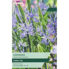Taylors Bulbs Camassia Leichtlinii Caerulea