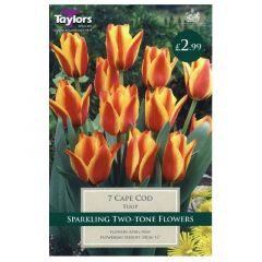 Tulip Cape Cod  - Taylor's Bulbs