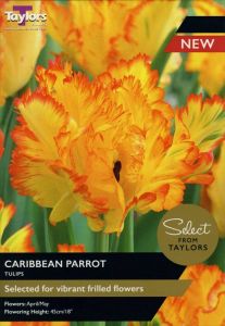 Tulip Caribbean Parrot - Taylor's Bulbs