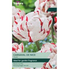 Tulip Carnaval De Nice