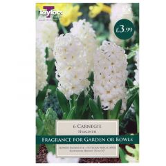 Hyacinth Carnegie  - Taylor's Bulbs