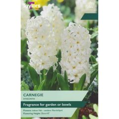 Taylors Bulbs Hyacinth Carnegie