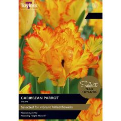 Taylors Bulbs Tulip Caribbean Parrot