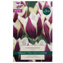 Tulip Chansonette  - Taylor's Bulbs
