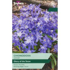 Taylors Bulbs Chionodoxa Luciliae 20 Pack