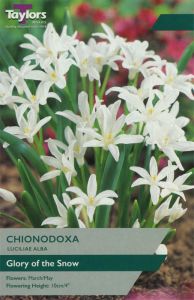 Chionodoxa Luciliae Alba 12 Pack - Taylor's Bulbs