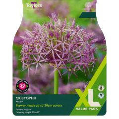 Taylors Bulbs Allium Christophii XL