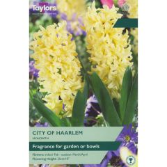 Taylors Bulbs Garden Hyacinth City Of Haarlem
