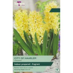 Taylors Bulbs Indoor Hyacinth City Of Haarlem