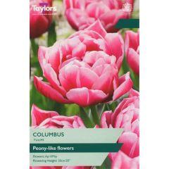 Taylors Bulbs Tulip Columbus